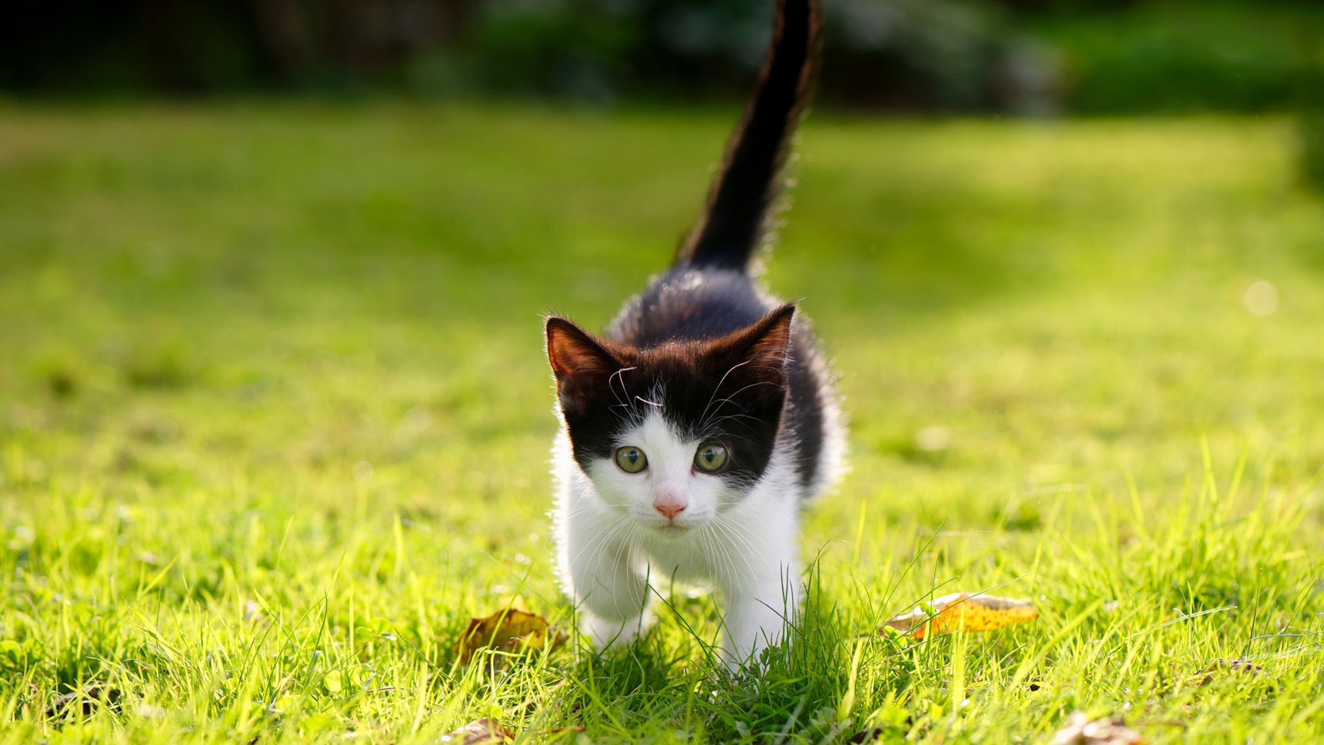 弹孔与愈合，当美网血迹在总决赛球场上结痂