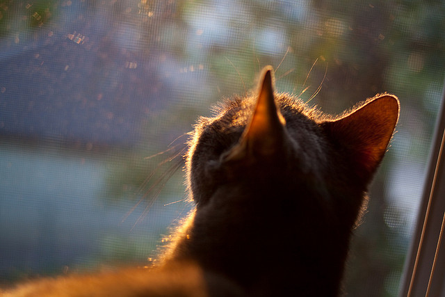 棋局与火焰,伦纳德如何点燃湖雷鏖战的夜空
