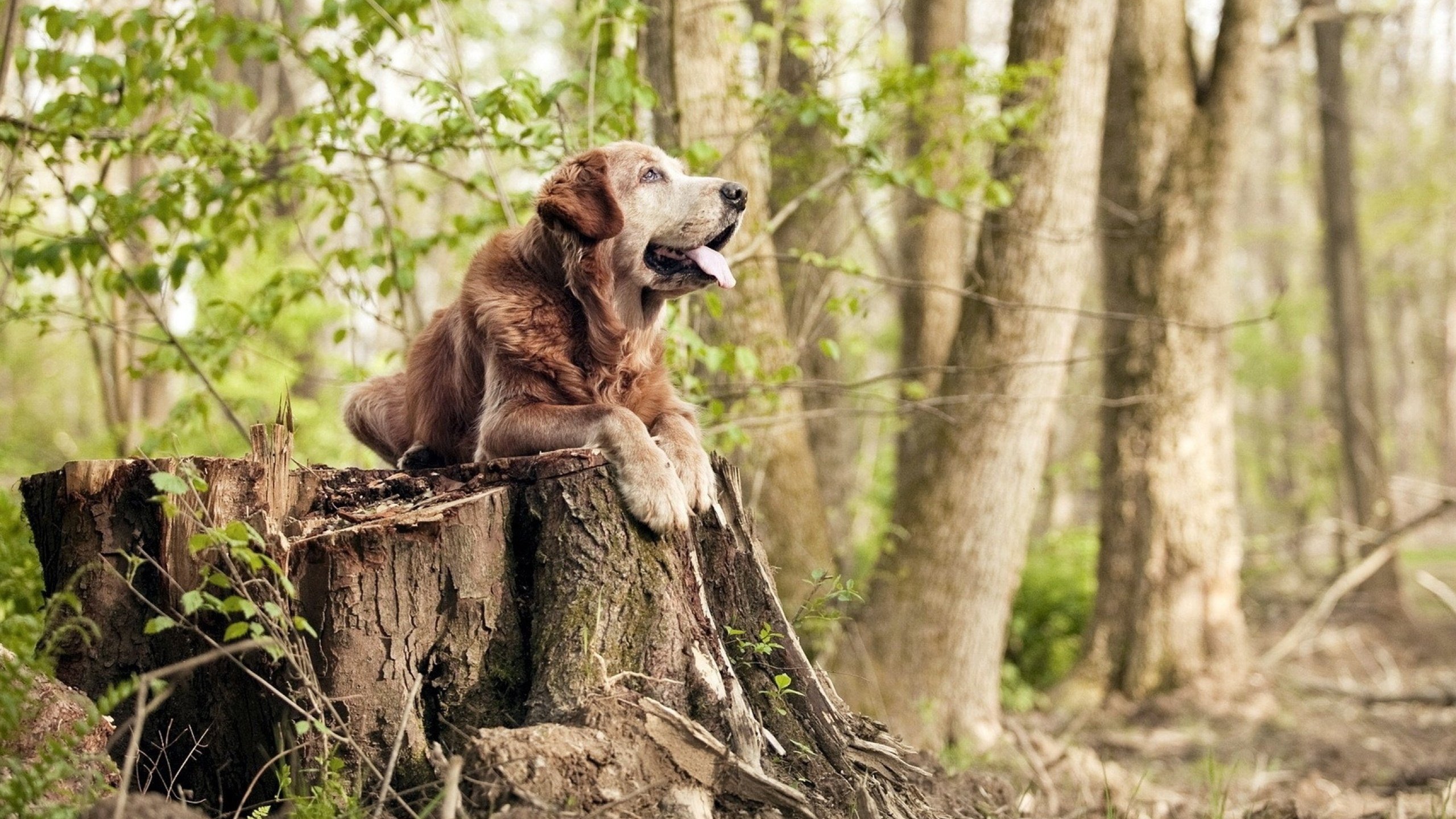传奇逆转之夜，铁血之师在土耳其熔炉中淬火重生