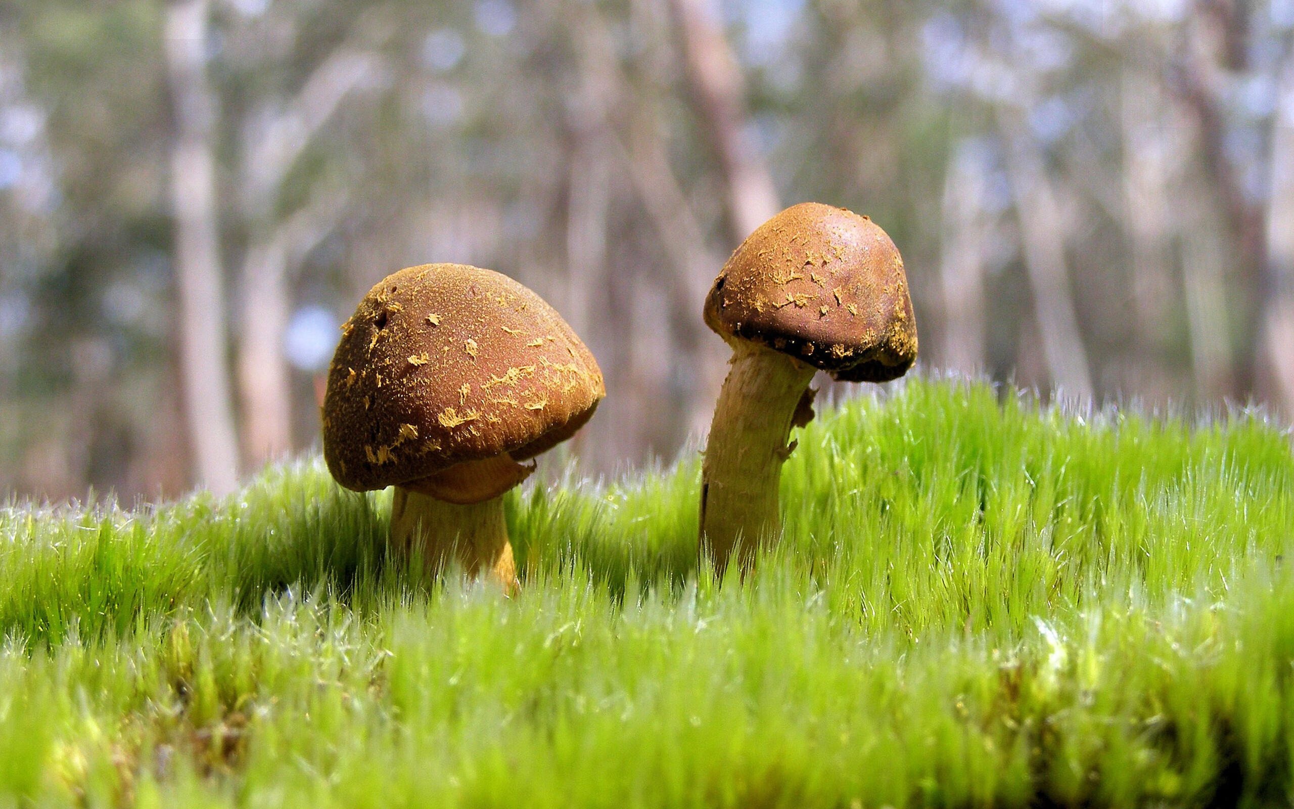 丹佛引擎与奥兰多赛车，一场跨越项目的竞技风暴