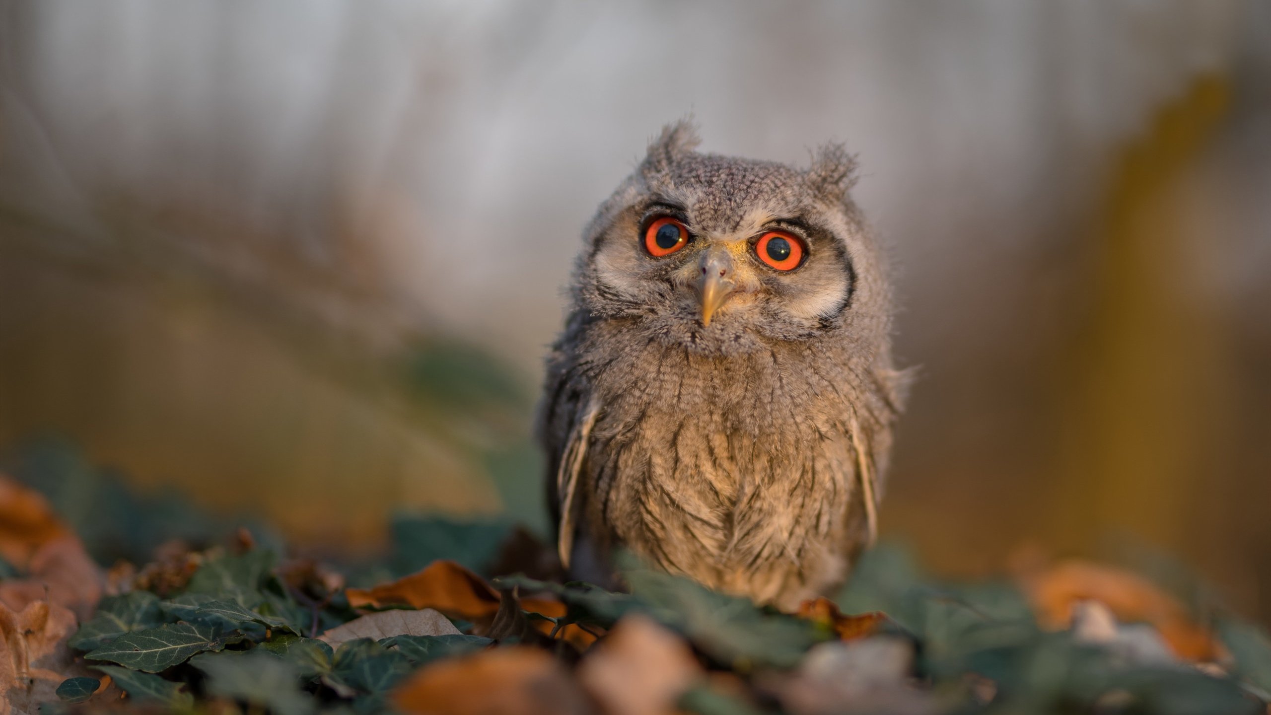 暗夜里的定盘星，奥运周期关键战之夜与阿圭罗式的稳定