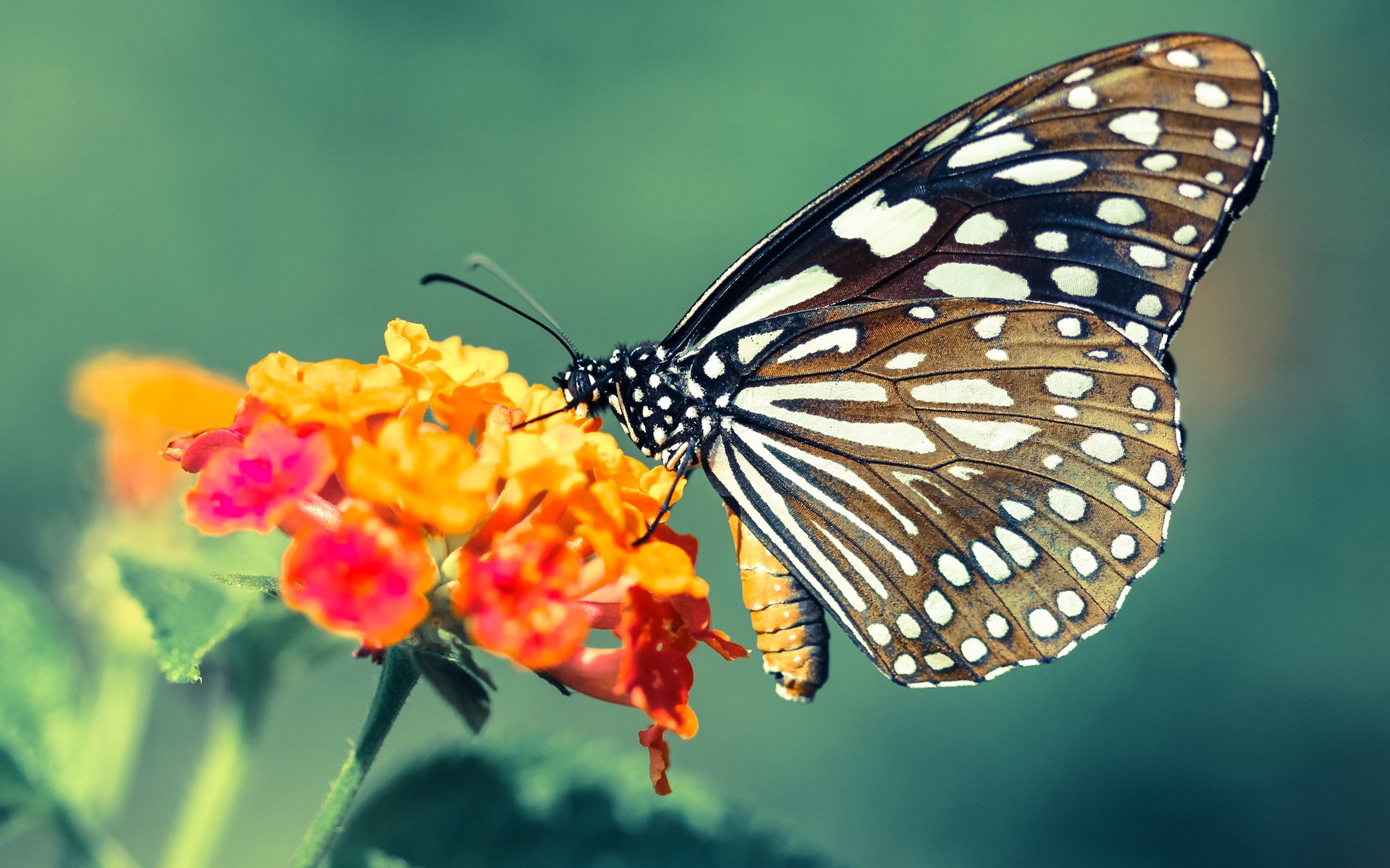 暴裂与沉静，当莫里斯暴力冲框遇见武切维奇的全面接管