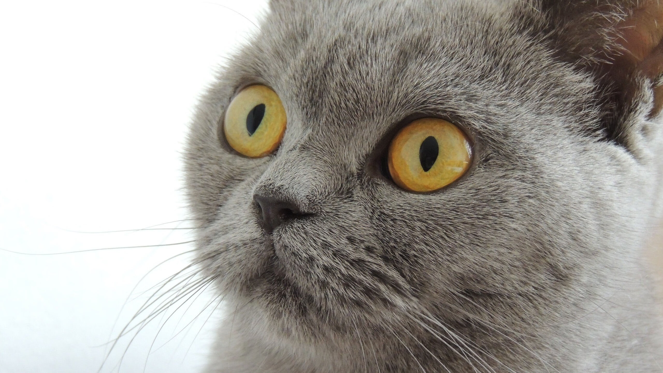 深海蓝的飓风眼，恩佐·费尔南德斯与阿根廷对爱尔兰的系统性淹没