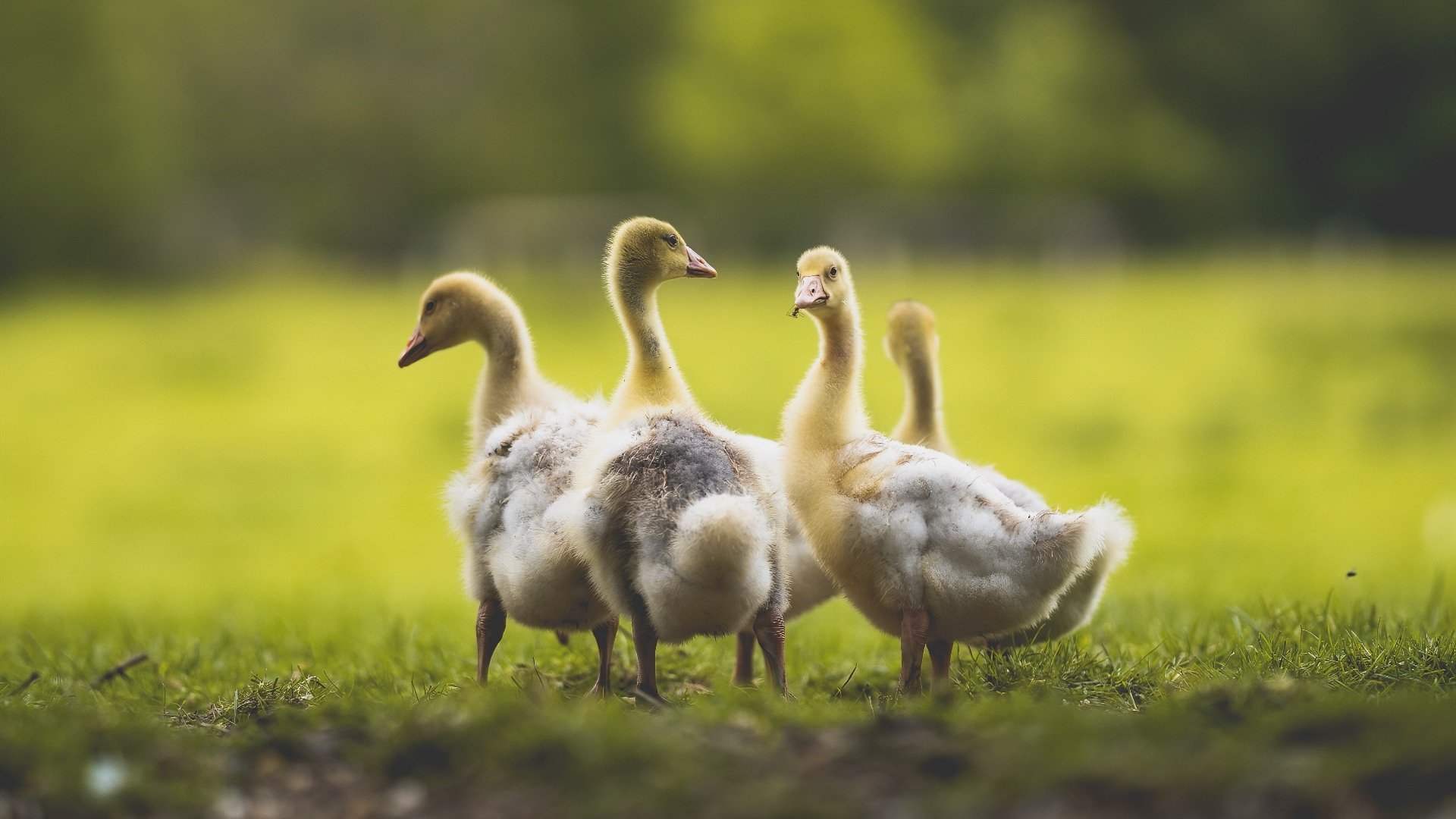 丹麦意志颠覆王权，孔德一战封神的伯纳乌奇迹