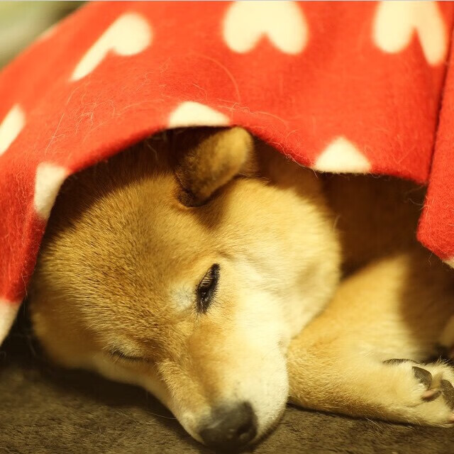 哈兰德对凡间的又一次神谕，别让瑞士人拥有我这样的武器