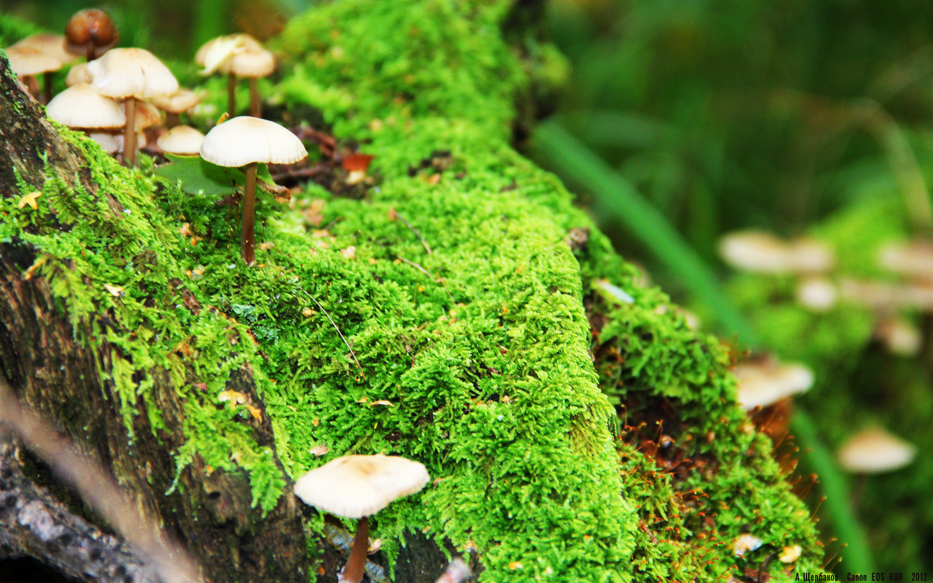 卡瓦哈尔梅开二度引爆全场，厄瓜多尔3-1击溃克罗地亚晋级关键战