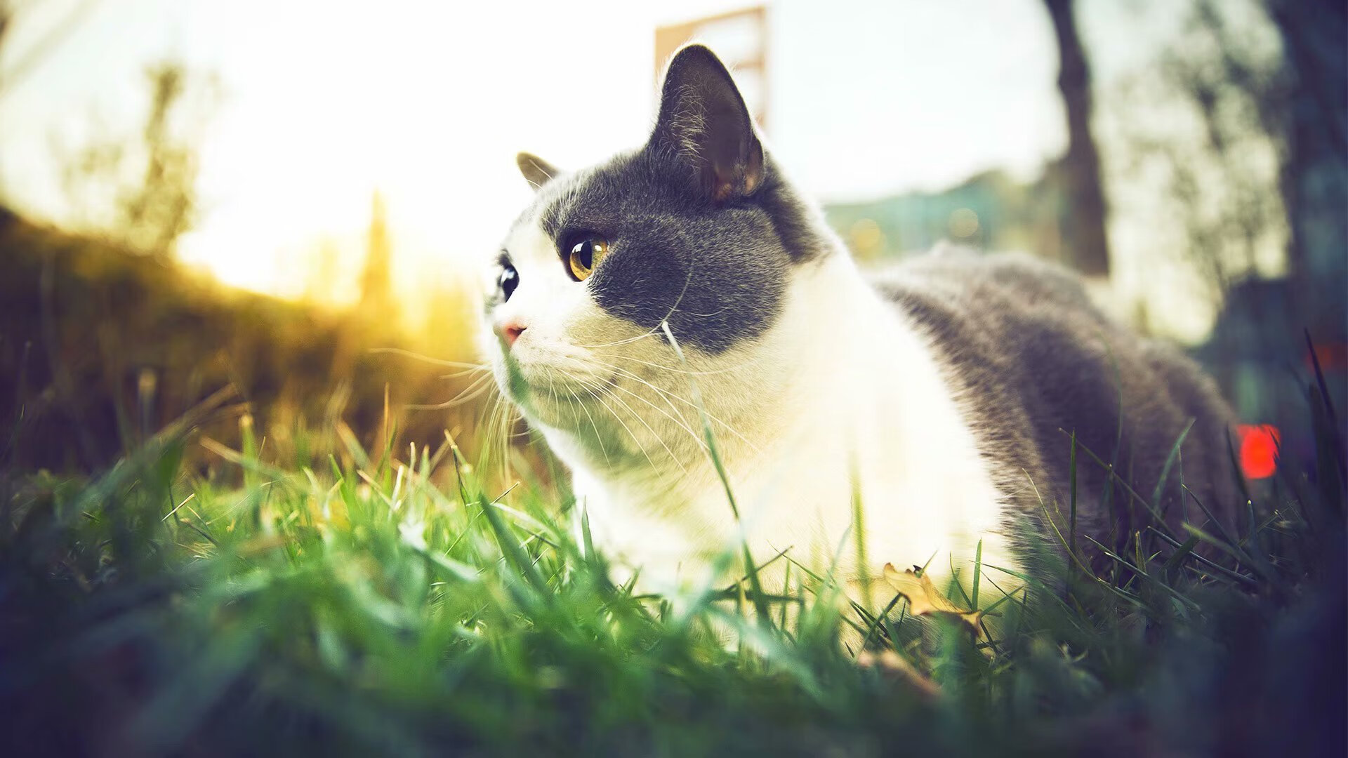 北欧铁骑不敌欧陆红魔，当加维在莱茵河畔点燃争冠焰火