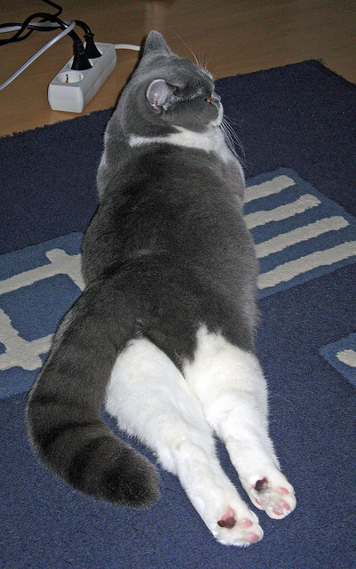 跨越海洋的火种，当黄蜂压制热火，小贾伦在国家德比接管比赛