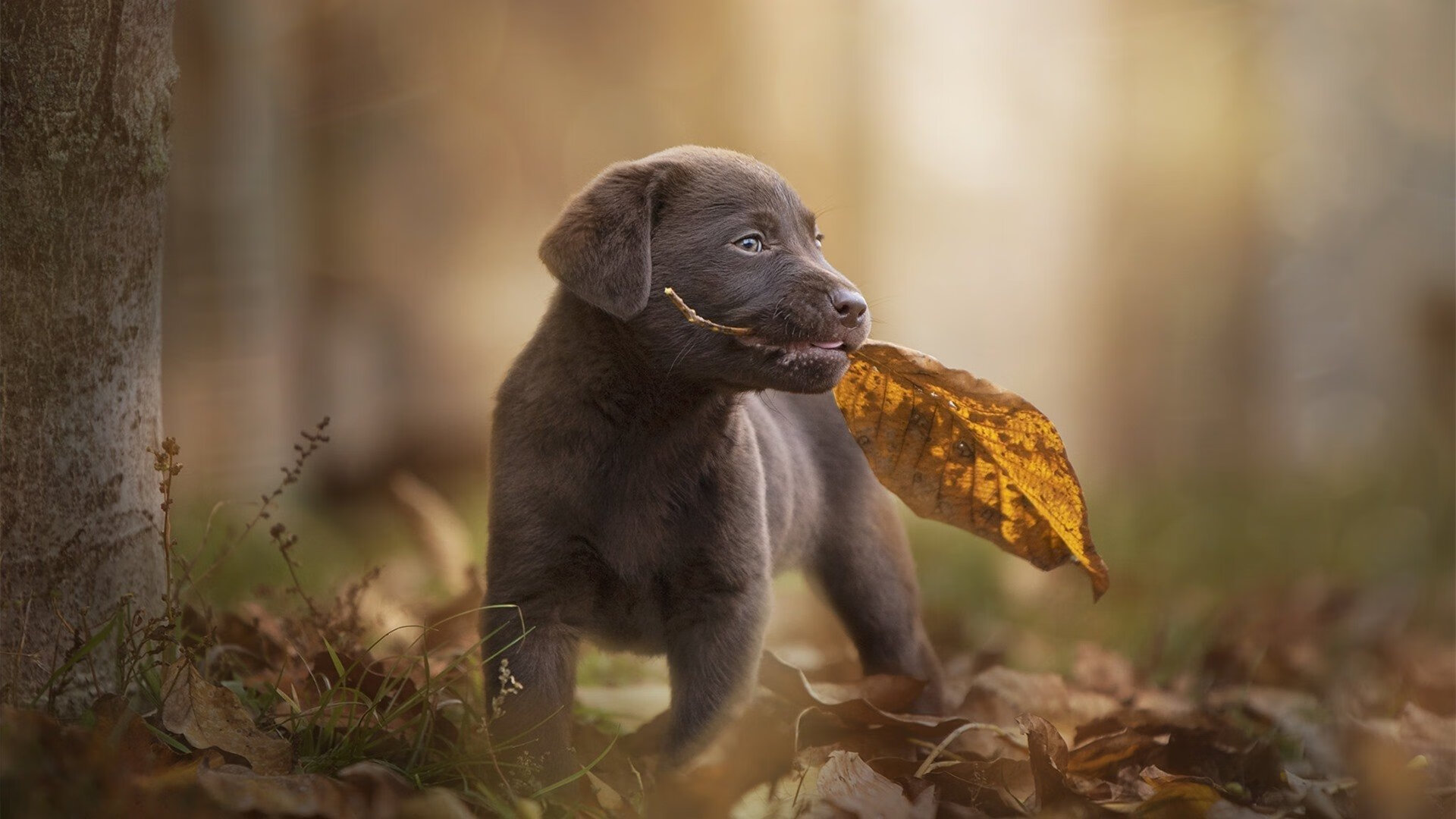 唯一性的双重奏,罗德里戈爆发闪耀个人舞台,国际米兰速胜秘鲁诠释团队传奇