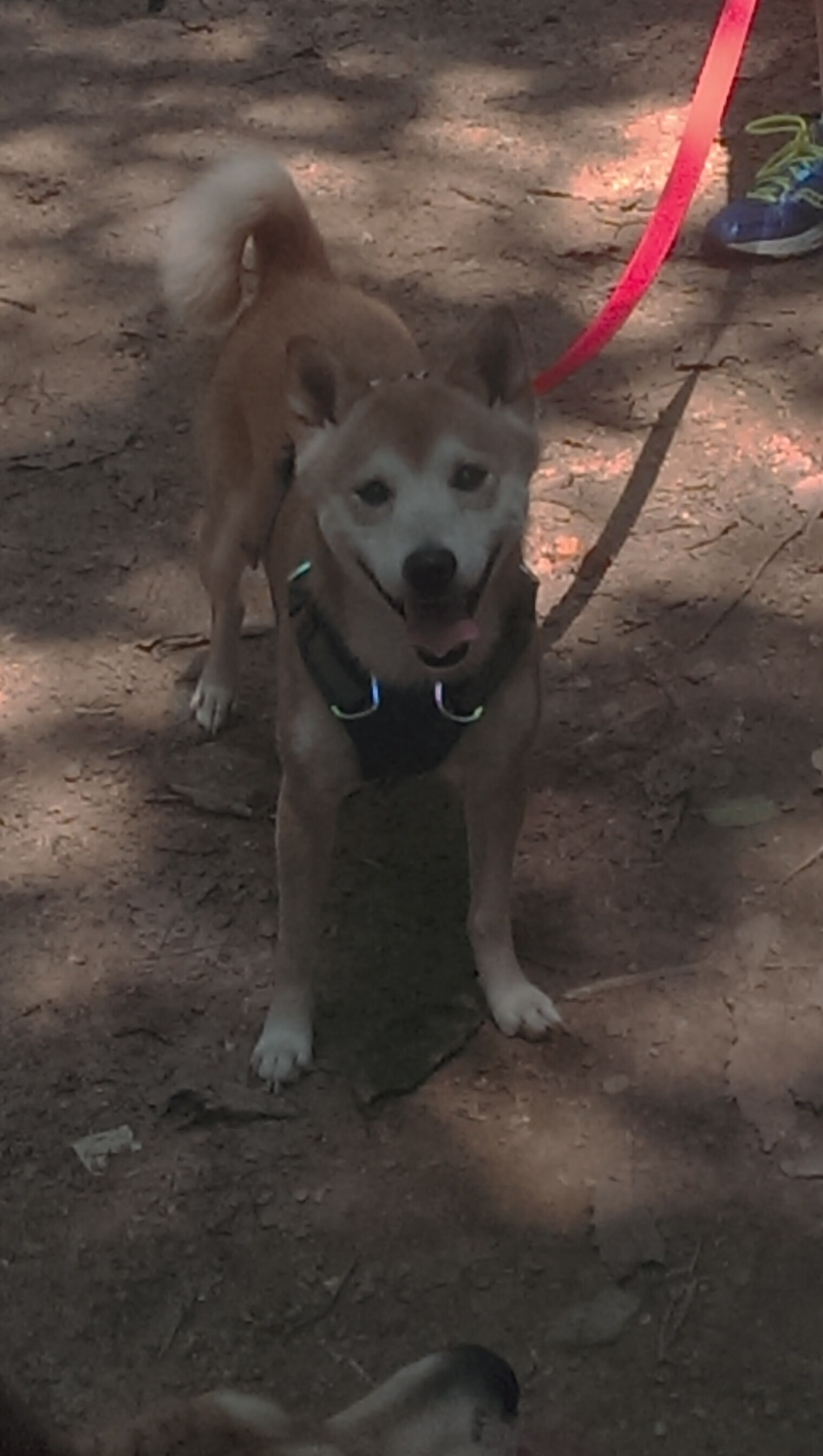 双星闪耀,快船斩落太阳的团队协作与范弗利特欧冠淘汰赛的个人英雄主义