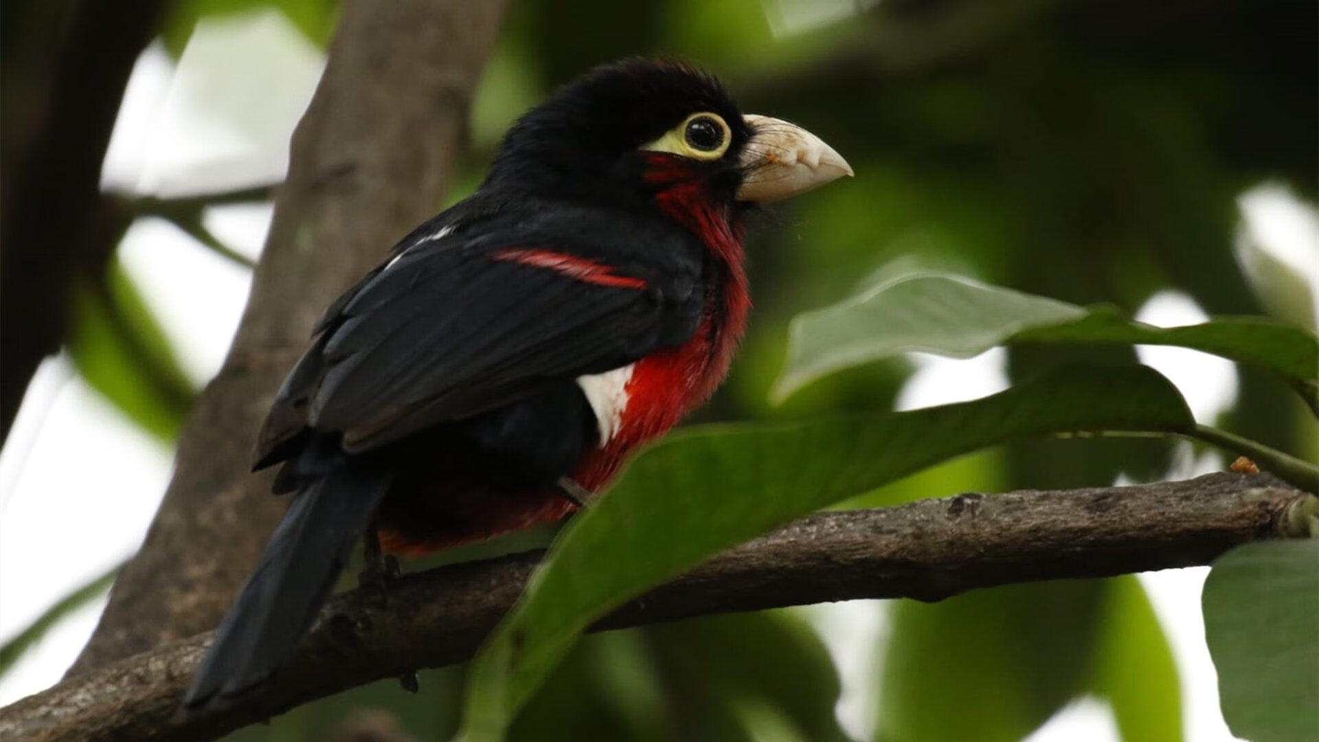 火线破晓，雷霆静默待击，热火能否打穿铁幕？