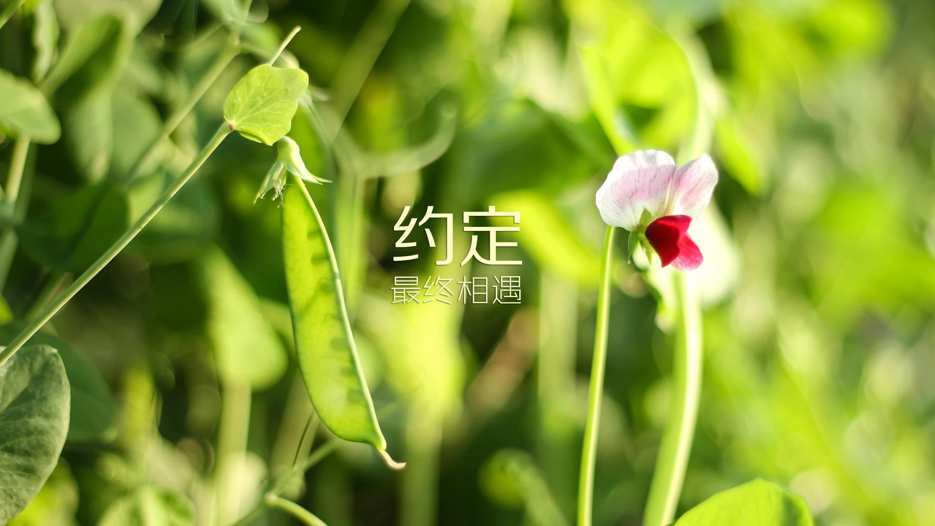 极光之巅,2026世界杯巅峰对决,北欧神话破晓—努涅斯一剑封喉,瑞典碾碎冰岛童话