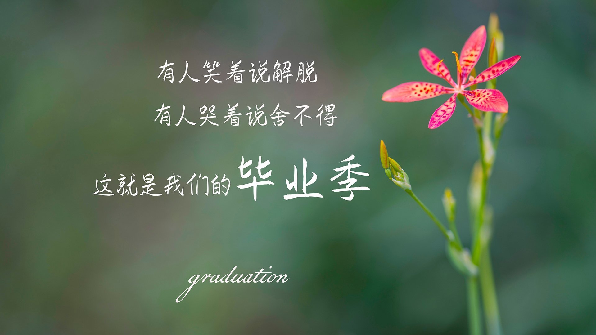 蓝月之刃划破中亚铁幕,2026世界杯,比利时用一场华丽复仇重构强者秩序